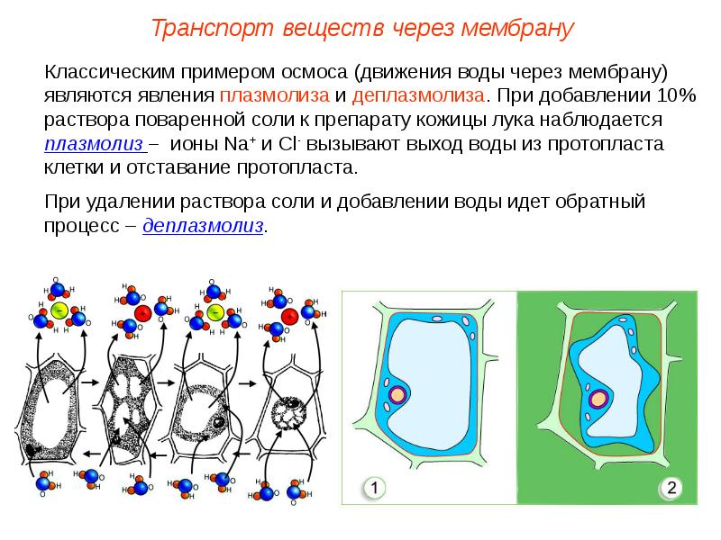 Плазмолиз и деплазмолиз презентация 10 класс