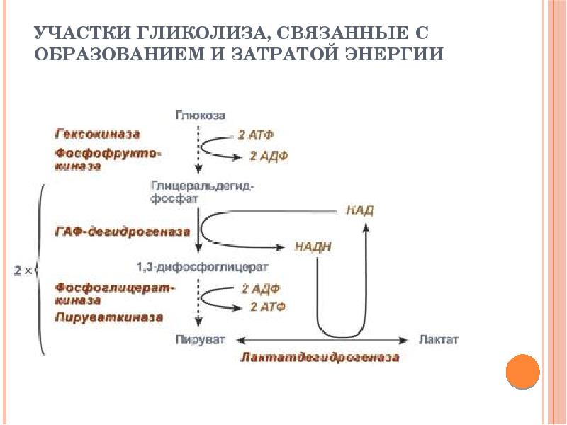 Обмен углеводов биохимия презентация