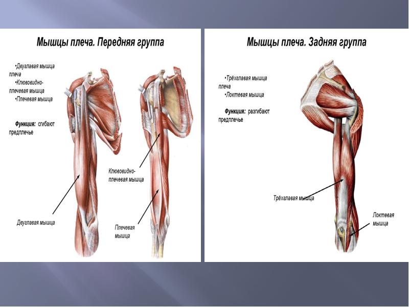 Мышцы верхней конечности презентация анатомия