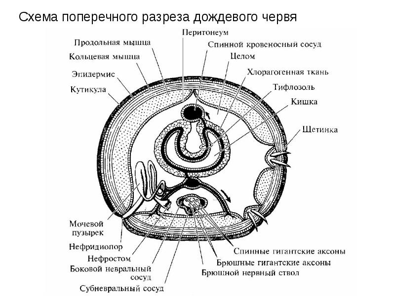 К какому классу относится червь поперечный срез которого представлен на рисунке