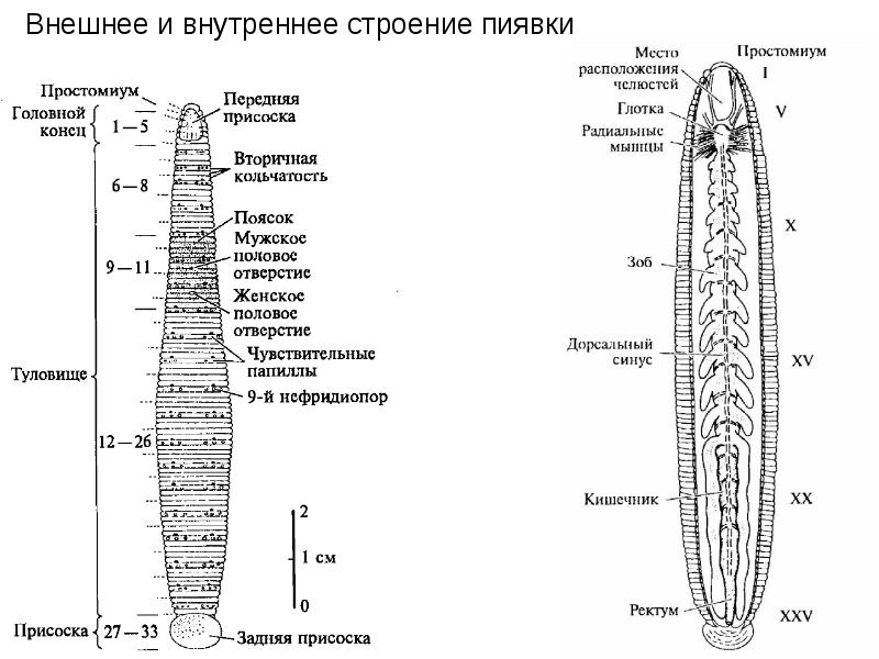 Какой тип питания характерен для пиявки медицинской изображенной на рисунке обоснуйте свой ответ