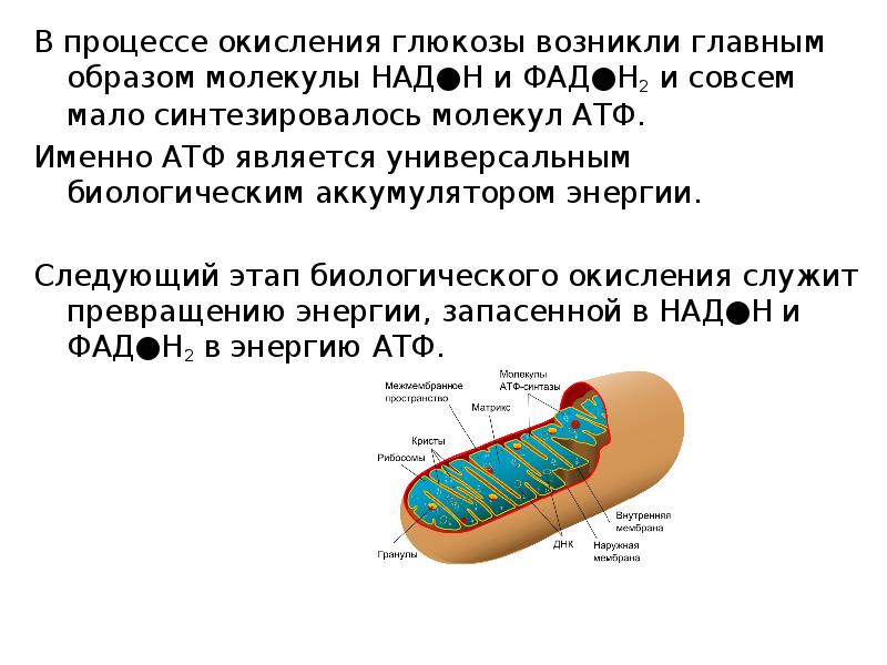 Окислительное фосфорилирование презентация