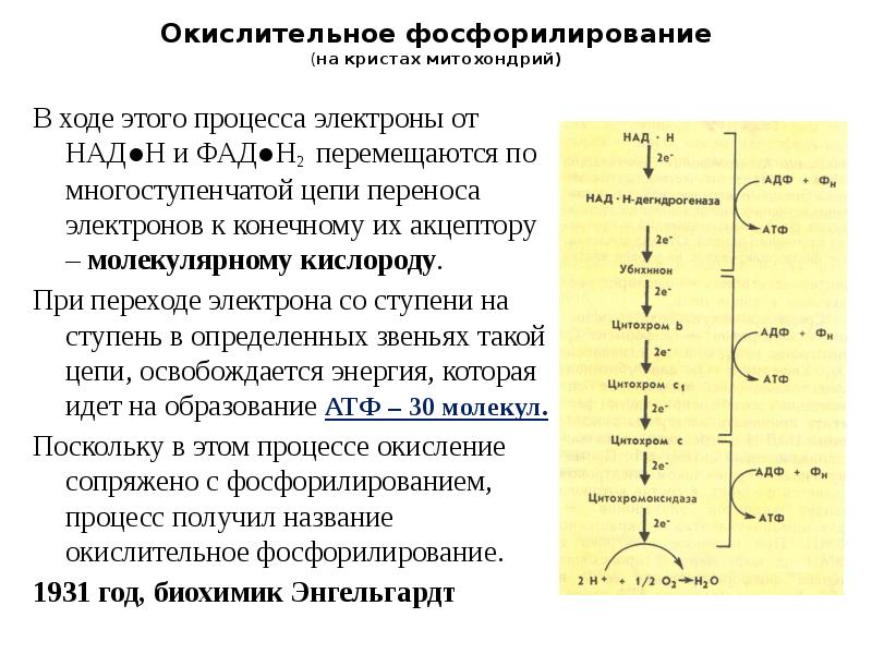 Окислительное фосфорилирование презентация