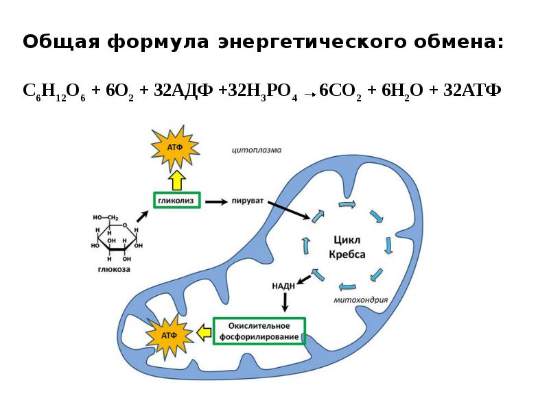 Энергетический обмен в клетке гликолиз и окислительное фосфорилирование презентация 10 класс