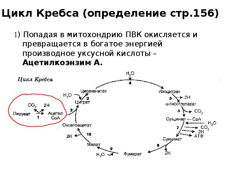 Во сколько раз клеточное дыхание эффективнее гликолиза в энергетическом плане