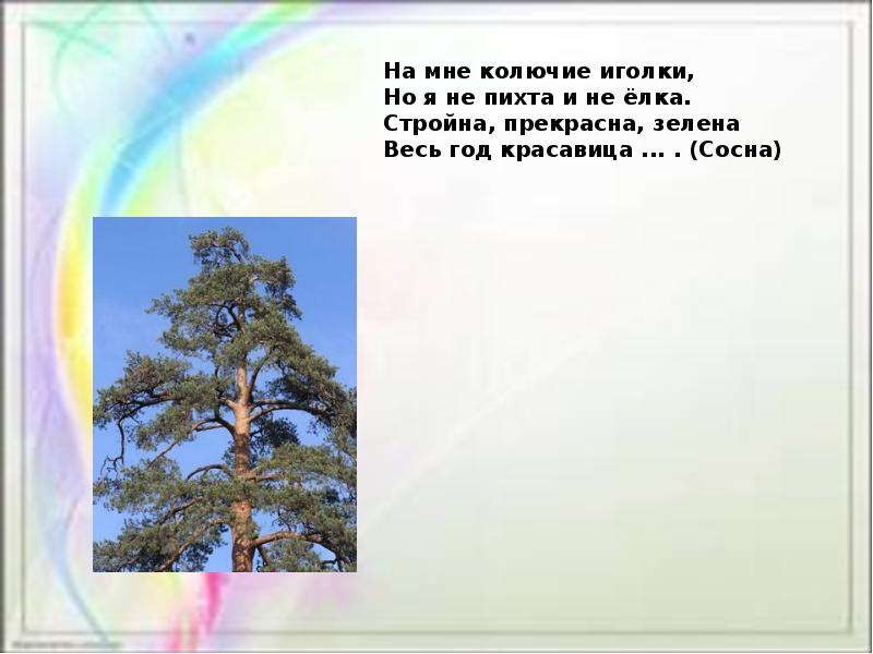 В каждой сосне не было