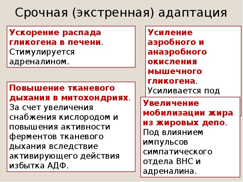 Презентация биохимические закономерности адаптации к мышечной работе