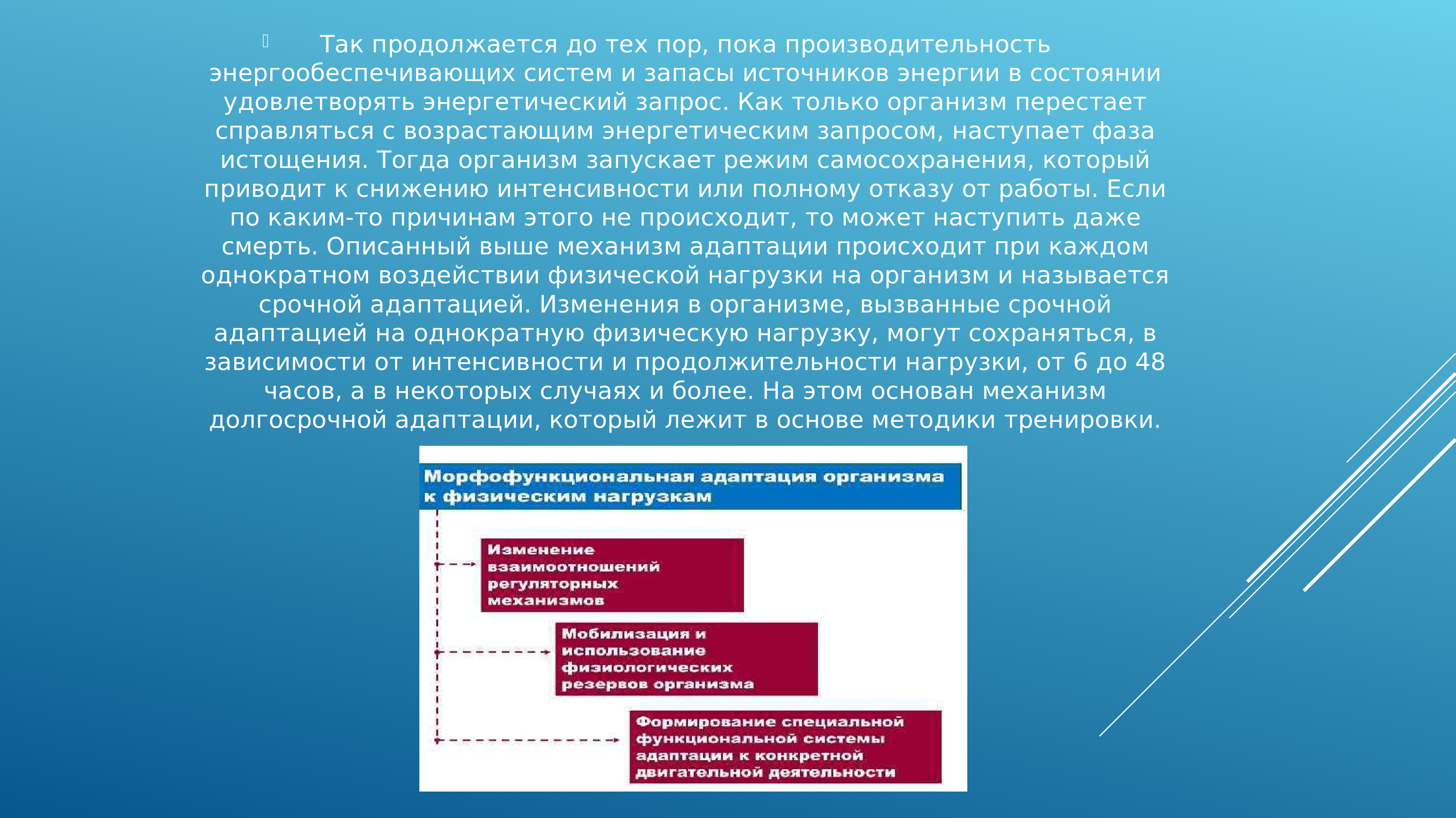 Проект на тему адаптации человеческого организма к физическим нагрузкам