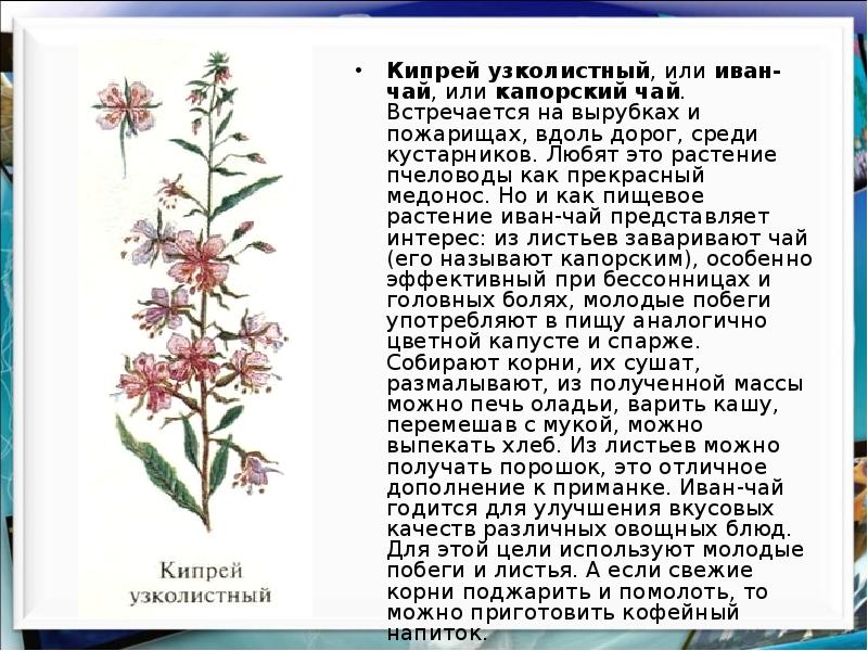 Красная книга удмуртии растения презентация