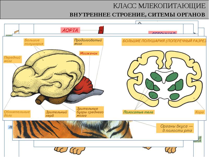 Презентация млекопитающие внутреннее строение 7 класс презентация