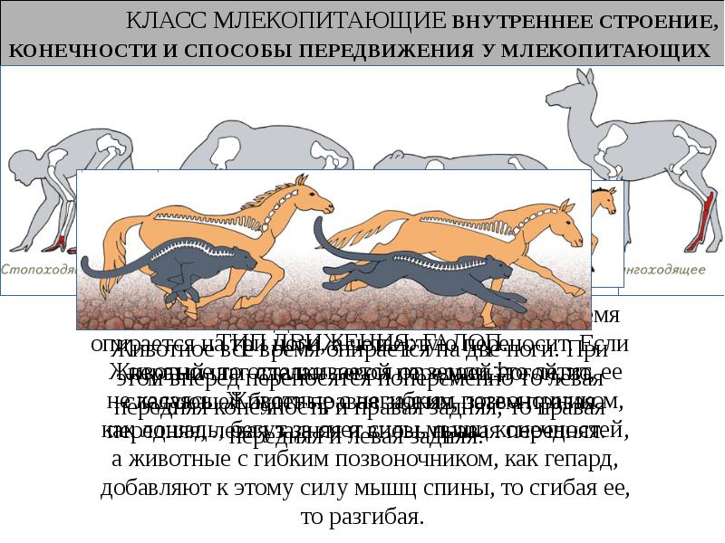 План внутреннее строение млекопитающих