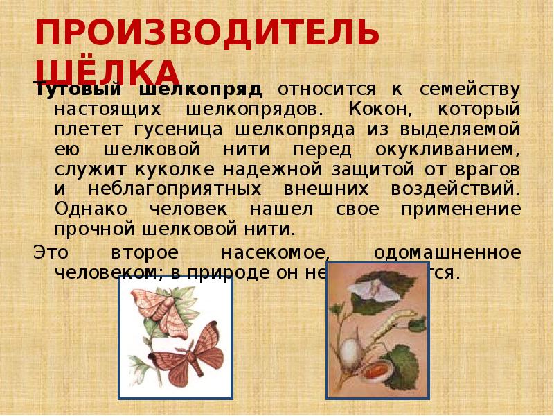 Мир тканей для чего нужны ткани 1 класс технология презентация и конспект