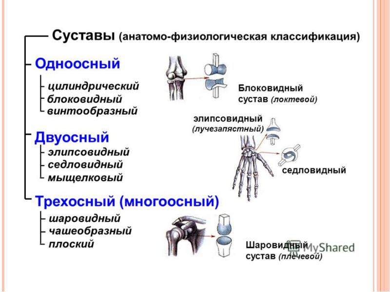 Схема суставов человека