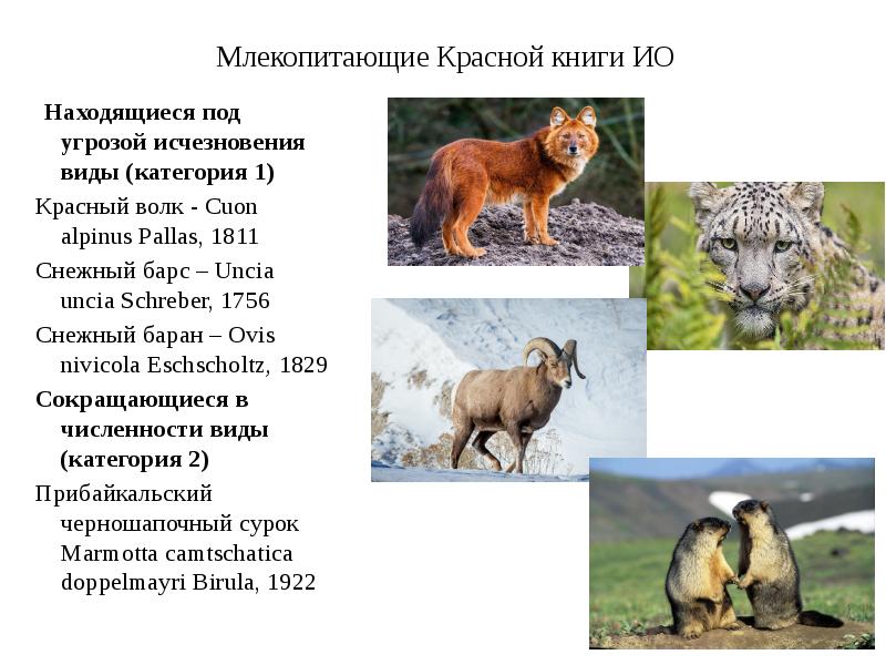 Презентация на тему млекопитающие разных материков занесенные в красную книгу