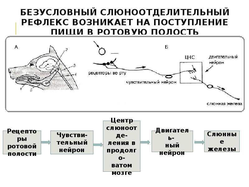 Схема рефлекторная дуга условного рефлекса (слюноотделения). Какой рефлекс у человека является условным
