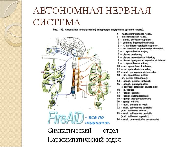 Презентация периферическая нервная система 8 класс