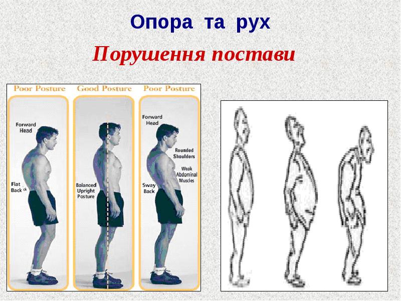 Опорно рухова система