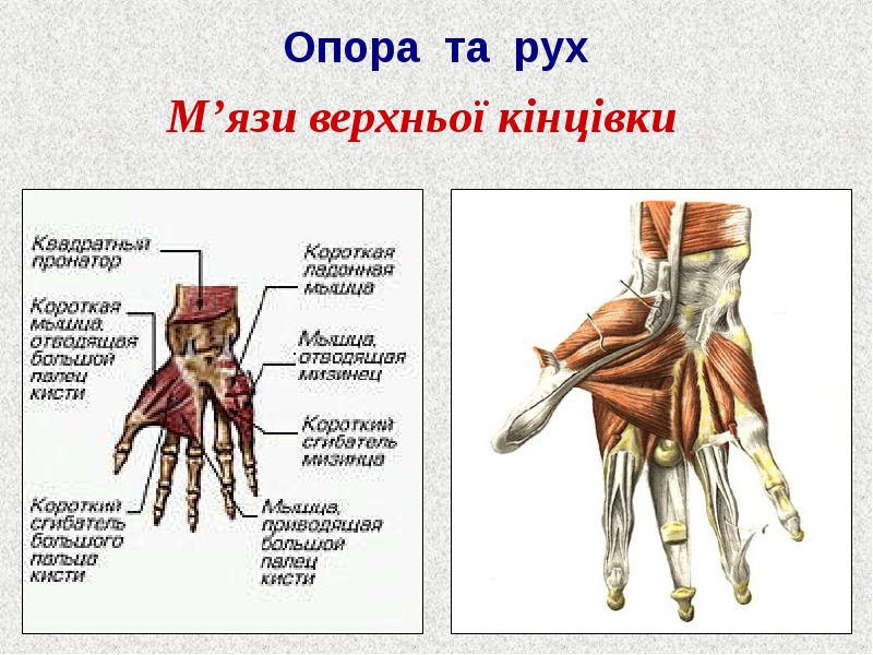 Опорно рухова система