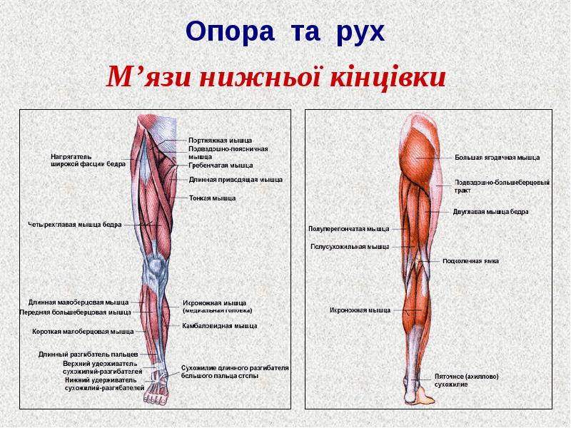 Мышцы ноги человека схема с названиями анатомия