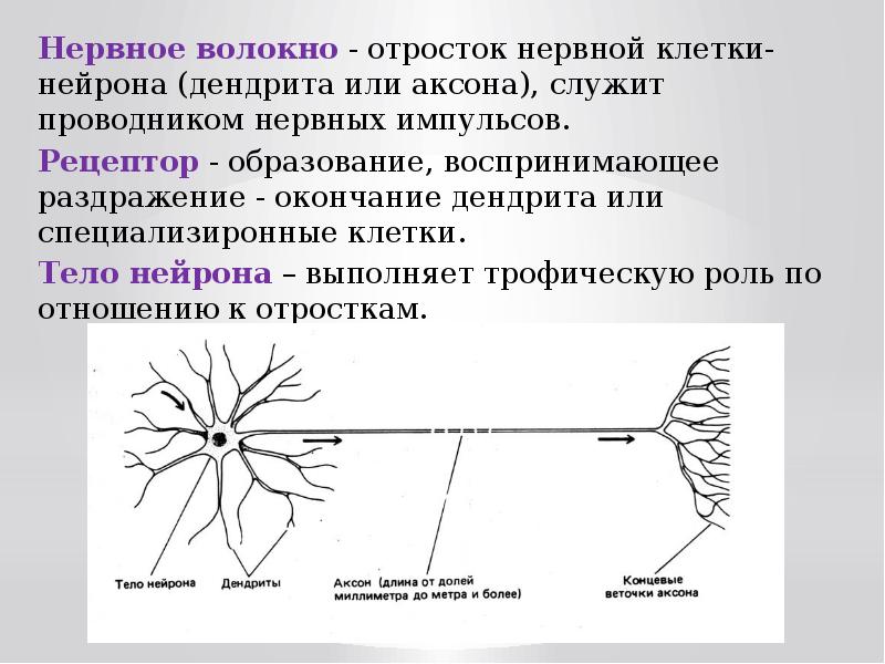 Короткие отростки аксоны сильно. Отростки нейрона: Аксон, дендриты.. Строение нейрона и нервного волокна. Отросток нервной клетки. Дендриты отростки нервной.