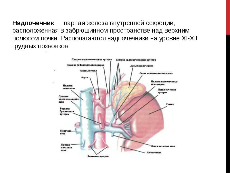 Пара железы. Верхние надпочечниковые артерии. Верхняя надпочечниковая артерия. Нижняя надпочечниковая артерия.