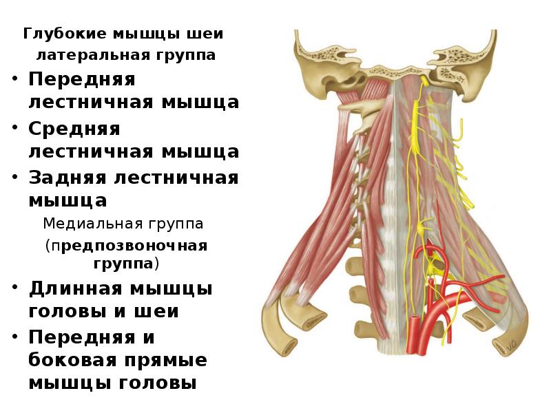 Где находится лестничная мышца у человека картинки