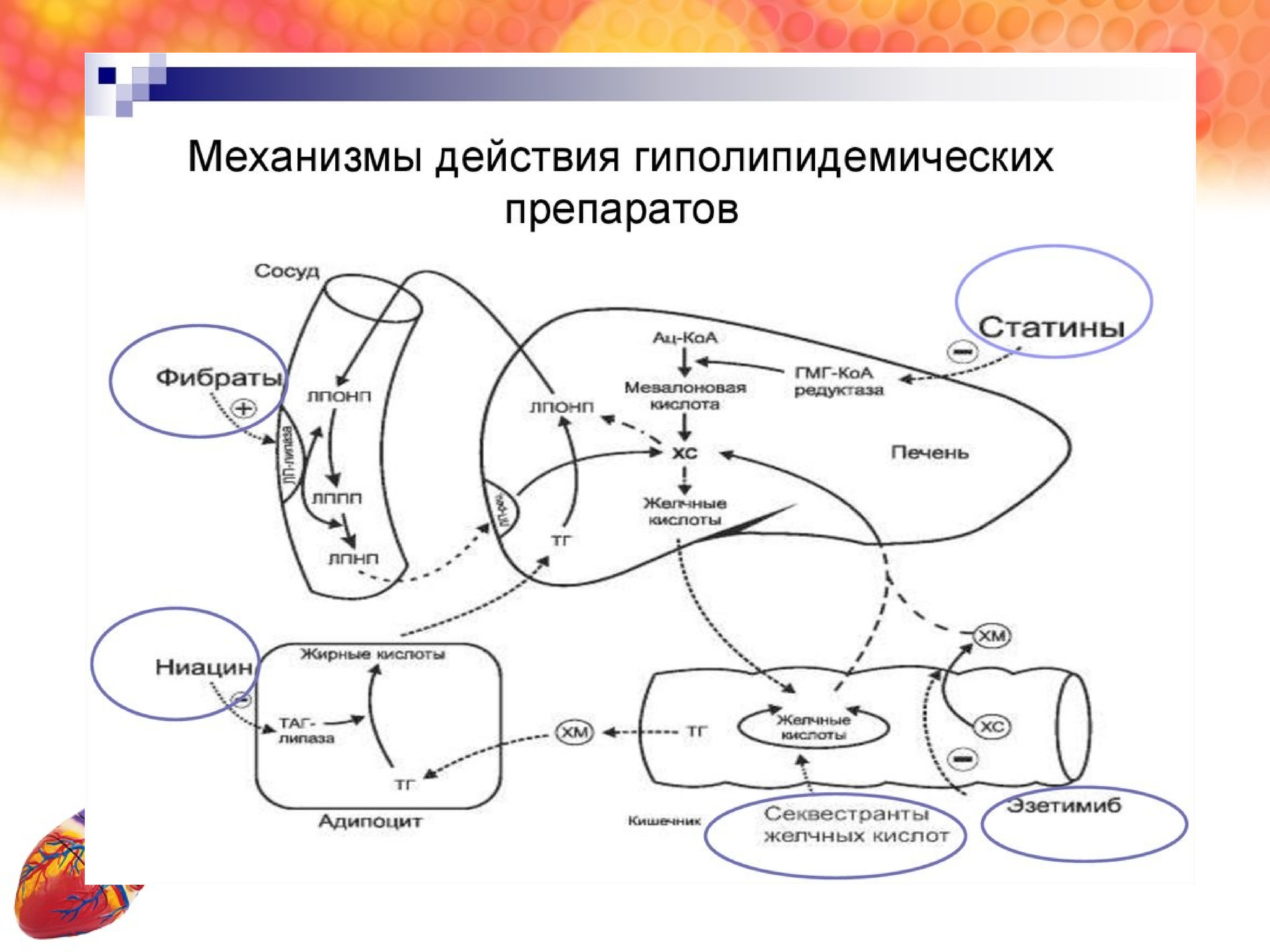 Гиполипидемические механизм действия. Гиполипидемические препараты механизм действия фармакология. Механизм действия гиполипидемических средств статинов. Механизм действия липидснижающих препаратов. Механизм действия гиполипидемических препаратов.