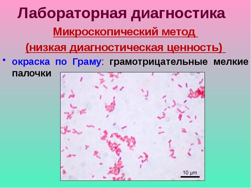 Шигеллез микробиология презентация