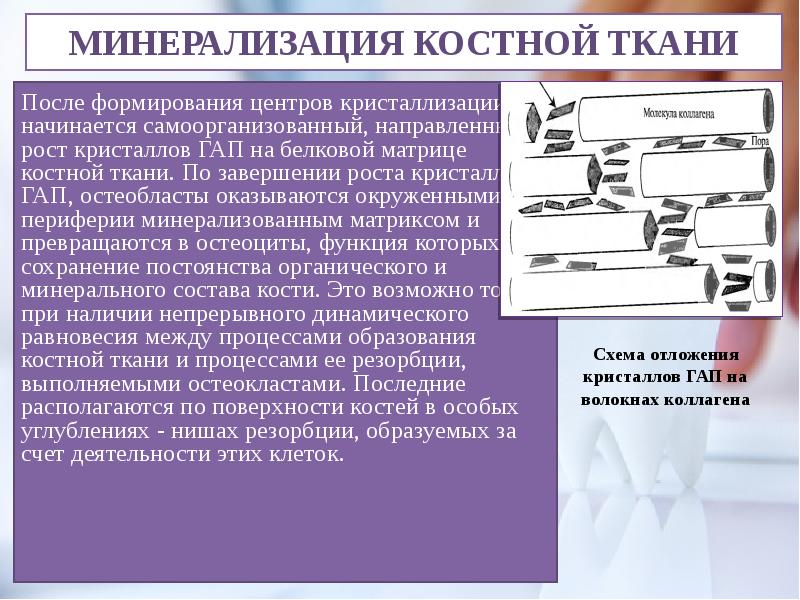 После формировании. Минерализация костной ткани. Минерализация кости. Минерализация костей биохимия. Механизм минерализации костной ткани.