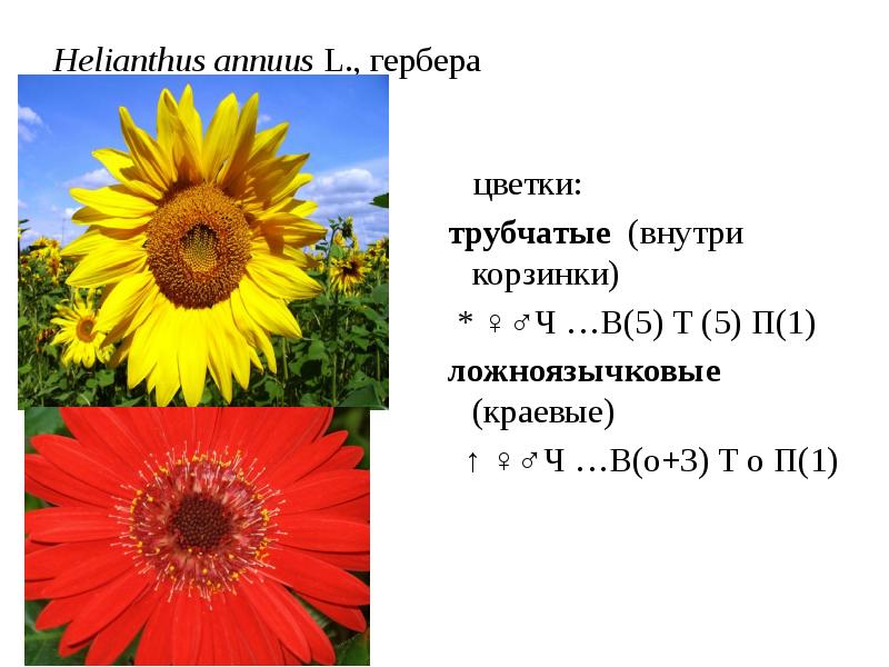 Диаграмма ложноязычкового цветка сложноцветных