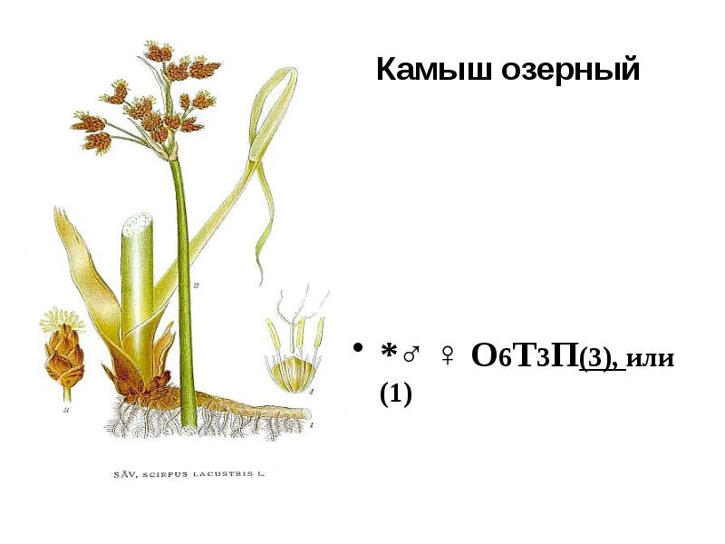 Строение камыша схема