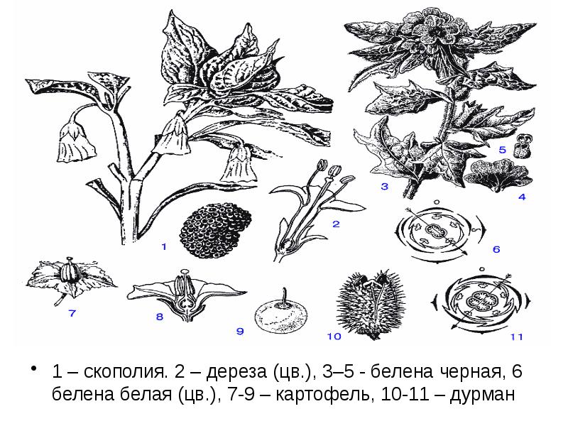 Рассмотрите изображения растений ячмень дурман обыкновенный кладофора подпишите их названия растений