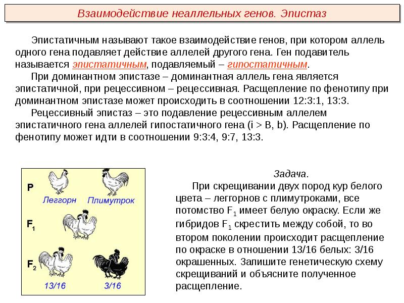 Взаимодействие неаллельных генов презентация