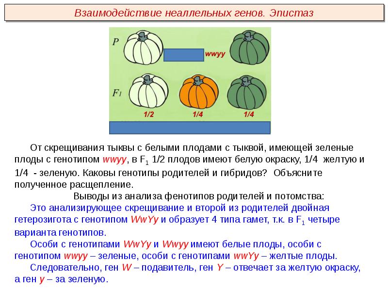 У тыквы желтая окраска. Взаимодействие генов по типу эпистаза. Эпистаз тыквы. Окраска тыквы эпистаз. Эпистаз это такое взаимодействие неаллельных генов при котором.