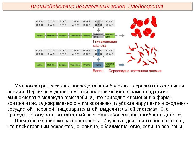 Серповидноклеточная анемия рецессивный. Гемоглобин серповидноклеточная анемия. Серповидноклеточная анемия генная мутация. Серповидноклеточная анемия плейотропия. Серповидноклеточная анемия Валин.