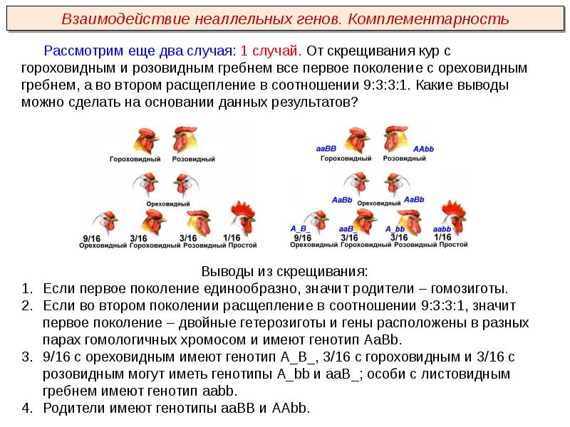 Презентация взаимодействие неаллельных генов 10 класс презентация