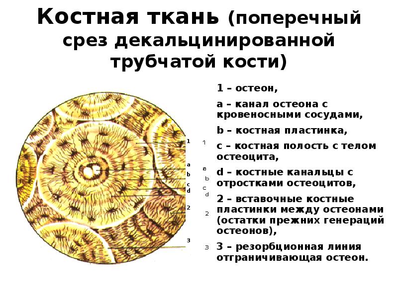 Слои компактной костной ткани в стенке трубчатой кости