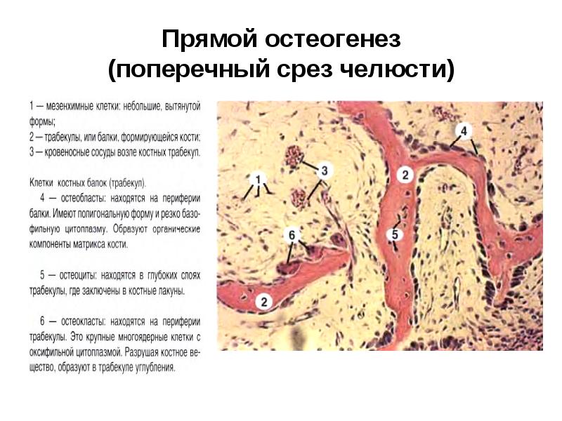 Схема непрямого остеогенеза гистология