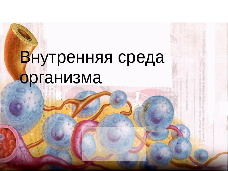 Организм и среда. Внутреннюю среду организма составляют. Викторина на тему внутренняя среда организма. Что понимают под внутренней средой организма. Тетрадь по биологии 9 класс тема внутренняя среда организма.