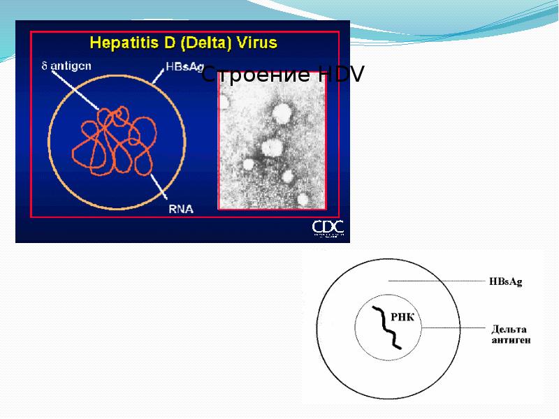 Гепатит d презентация