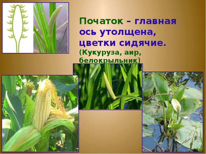 Растения с початком. Початок АИР белокрыльник кукурузы. Соцветие кукурузы. Кукуруза обыкновенная соцветие. Растения с соцветием початок.