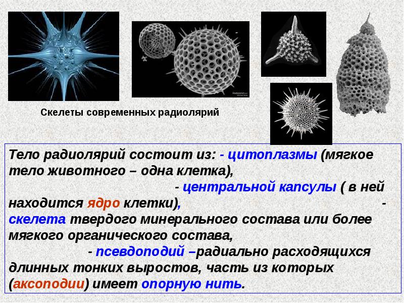 Класс саркодовые презентация