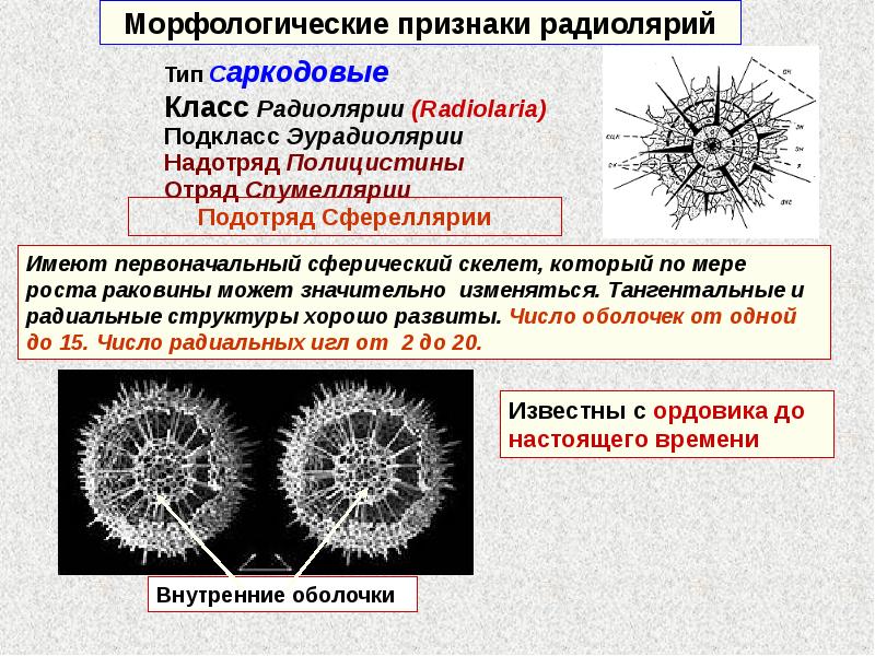 Презентация класс саркодовые