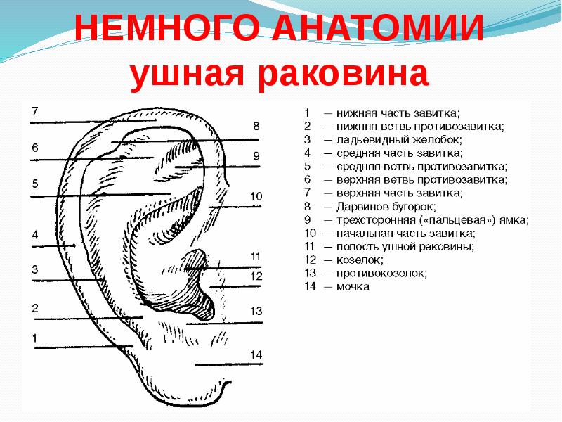 Ухо человека рисунок с подписями