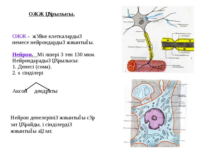 Нейронның құрылысы. Аксон нейрона. ОЖЖ.