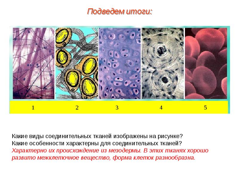 Ткани человека презентация