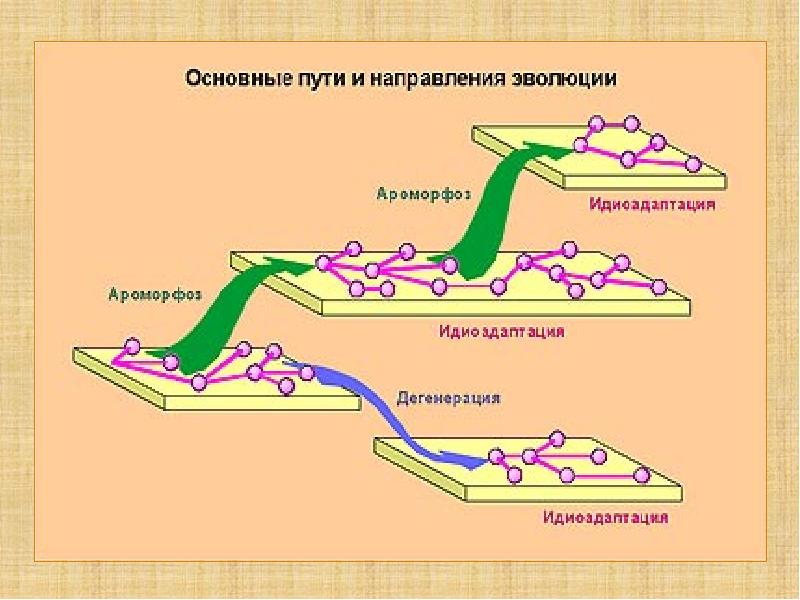 Рассмотрите рисунок на котором представлена схема путей достижения биологического прогресса впр