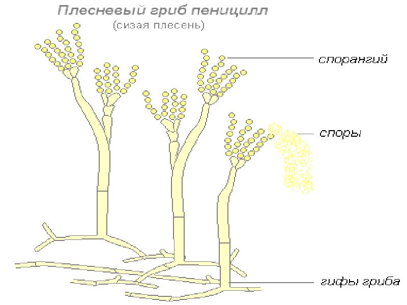 Плесневые грибы рисунок