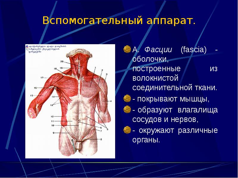 Оболочка покрывающая мышцы