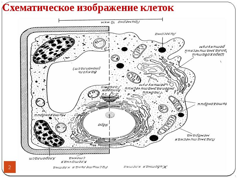 Граница клетки. Схематичный рисунок клетки. Клетка схематический рисунок. Схематическое изображение клеточные включения. Хламидии схематичный рисунок клетки.